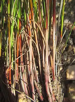 Bases of flowering stems (culms)