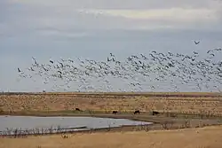 Sandhill cranes near Grulla National Wildlife Refuge