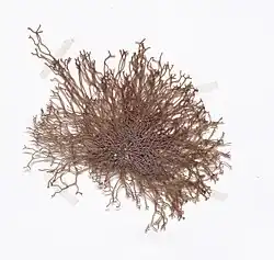A clump of red seaweed