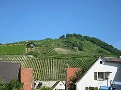 Schlossberg mountain seen from the valley. Difference in elevation is about 150 m (500 ft). The steepest vineyards are bringing the best wines.