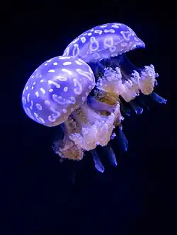 Sea jellies