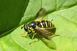 Sericomyia chrysotoxoides female