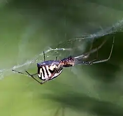 Female in web