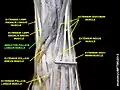 Abductor pollicis longus muscle
