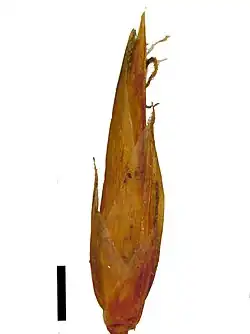 Spikelet (black scale bar represents 1 mm)