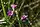 Agalinis paupercula, smallflower false foxglove, Washington Island
