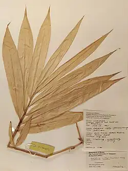 A cutting, featuring nine long leaves, spread out like a fan. The leaves have dried and are a brown colour.