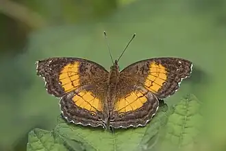 female ssp. unknown São Tomé and Príncipe