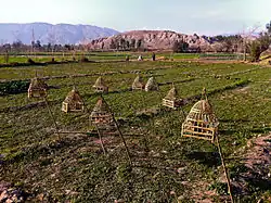 Image 21Songbirds in cages at a farm in Nangarhar Province, used for the pleasure of the site's farmers (from Culture of Afghanistan)
