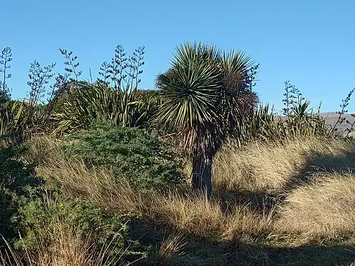 Tī kōuka in the sand dunes near Tern Street.