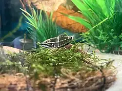 male and female Vaillant’s chocolate gouramis