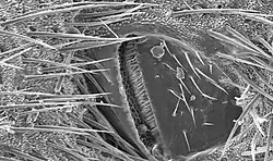 Image 5Scanning electron micrograph of a cricket spiracle valve (from Respiratory system of insects)