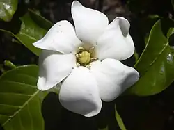 Gardenia brighamii