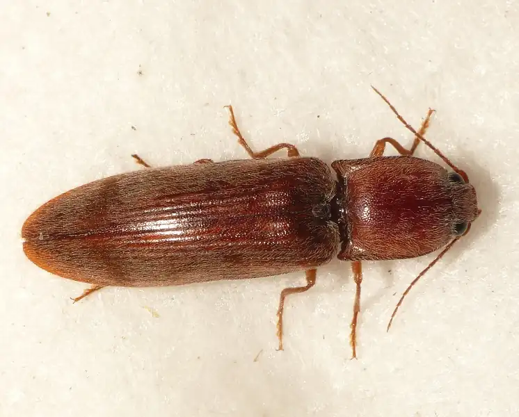 A small, brown, pill-shaped beetle, with small, thin legs, long, thin, swept-back antenna, and a long abdomen stands on a white background, being photographed for documentation purposes.