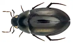 Sternolophus inconspicuus