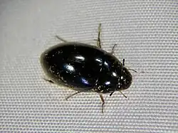 Sternolophus rufipes