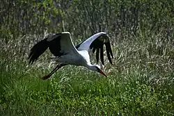 White stork, Risens naturreservat, Lund, Skåne