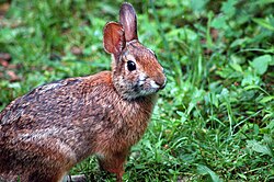 Brown rabbit