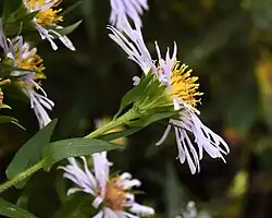 Involucre showing phyllaries and bracts