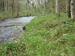 Calcareous riparian forest in the Western Highland Rim, Tennessee