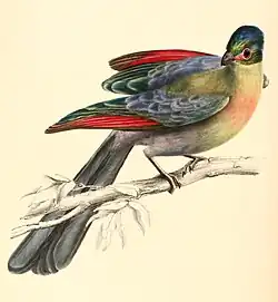 Illustration by Andrew Smith, showing crimson primaries