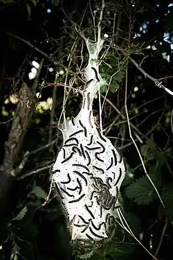 A tent caterpillar nest in the UK