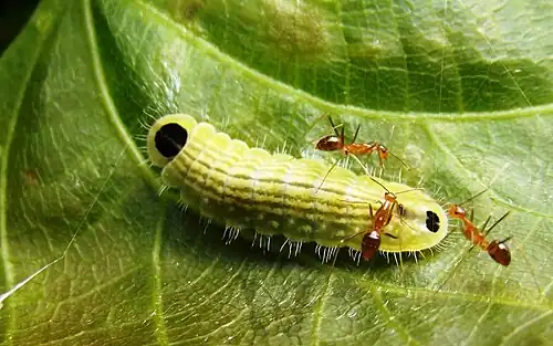 Larva