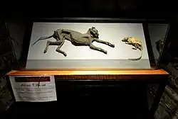 A glass display case containing the mummified remains of a cat and a rat facing each other.