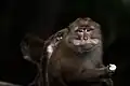 A macaque eating a piece of bread