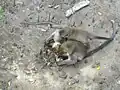 Long-tailed macaques at Bako National Park eating horseshoe crab