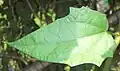 Leaf blade