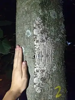 Showing size, in Colombia