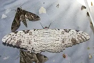 With (Eumorpha satellitia) and (Eumorpha triangulum), in Nicaragua