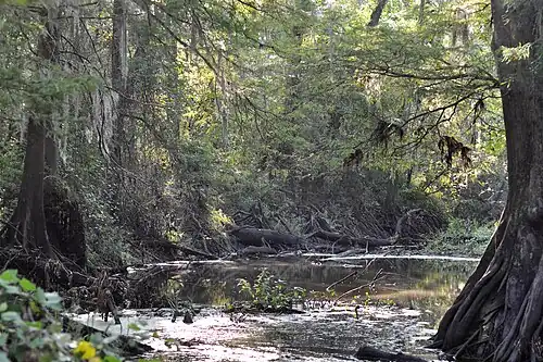 Tanner Bayou in the Brierwood Unit of Trinity River National Wildlife Refuge.