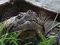 Common snapping turtle, Chelydra serpentina
