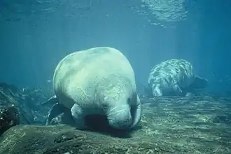 West Indian manatees can be found in the state forest.