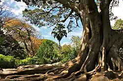 The large Moreton Bay fig is a Champion Tree and one of the largest trees in South Africa.