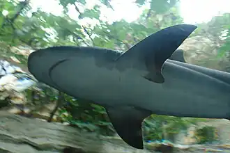 The underside of a shark, taken from an under-tank tunnel