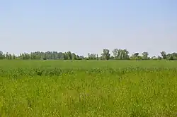 Wheat fields on Union Hill Road