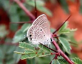 Ventral view