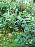 Bog bilberry, La Bresse.