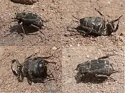 Female, from different angles