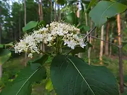Viburnum lentago or 'nannyberry' blossoms.