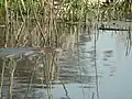 Water vole swimming