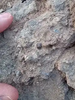 Invertebrate marine fossils in Westerville Limestone, Cherryvale Formation, Lower Linn Subgroup, Kansas City Group. Raytown, Missouri.
