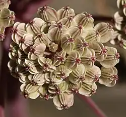 Developing fruits (seeds)
