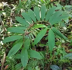 Spirally arranged leaves of wild Cheilocostus speciosus