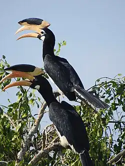 Malabar pied hornbill