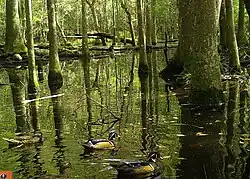 Wood ducks (Aix sponsa), Big Thicket NP, camara trap