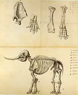 Working Sketch of the Mastodon (1801)